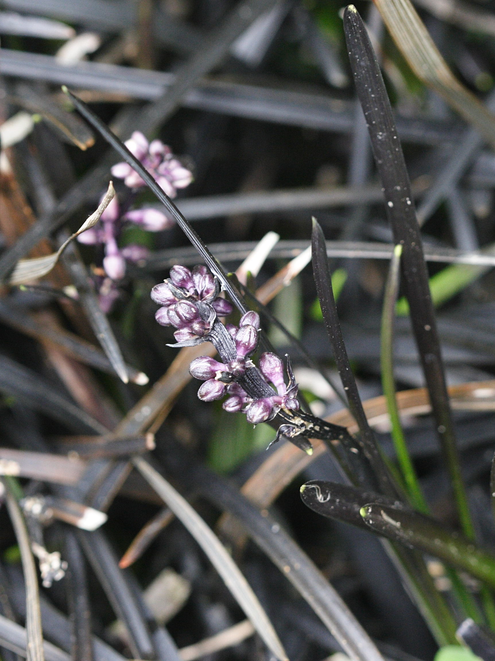 Afficher le média ophiopogon_planiscapus_nigrescens2md ophiopogon_planiscapus_nigrescens2md