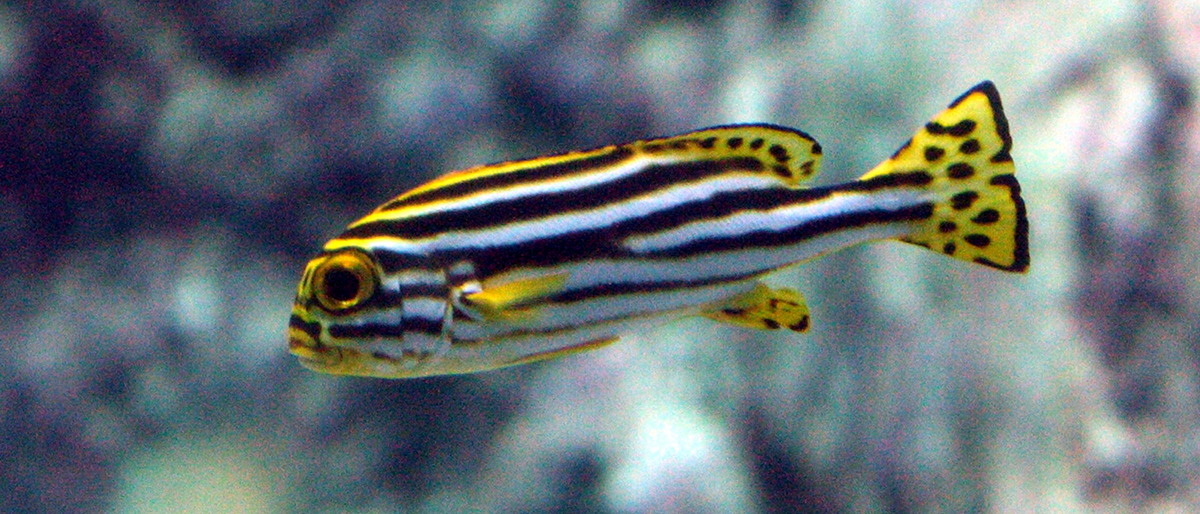 plectorhinchus_lessonii1bd