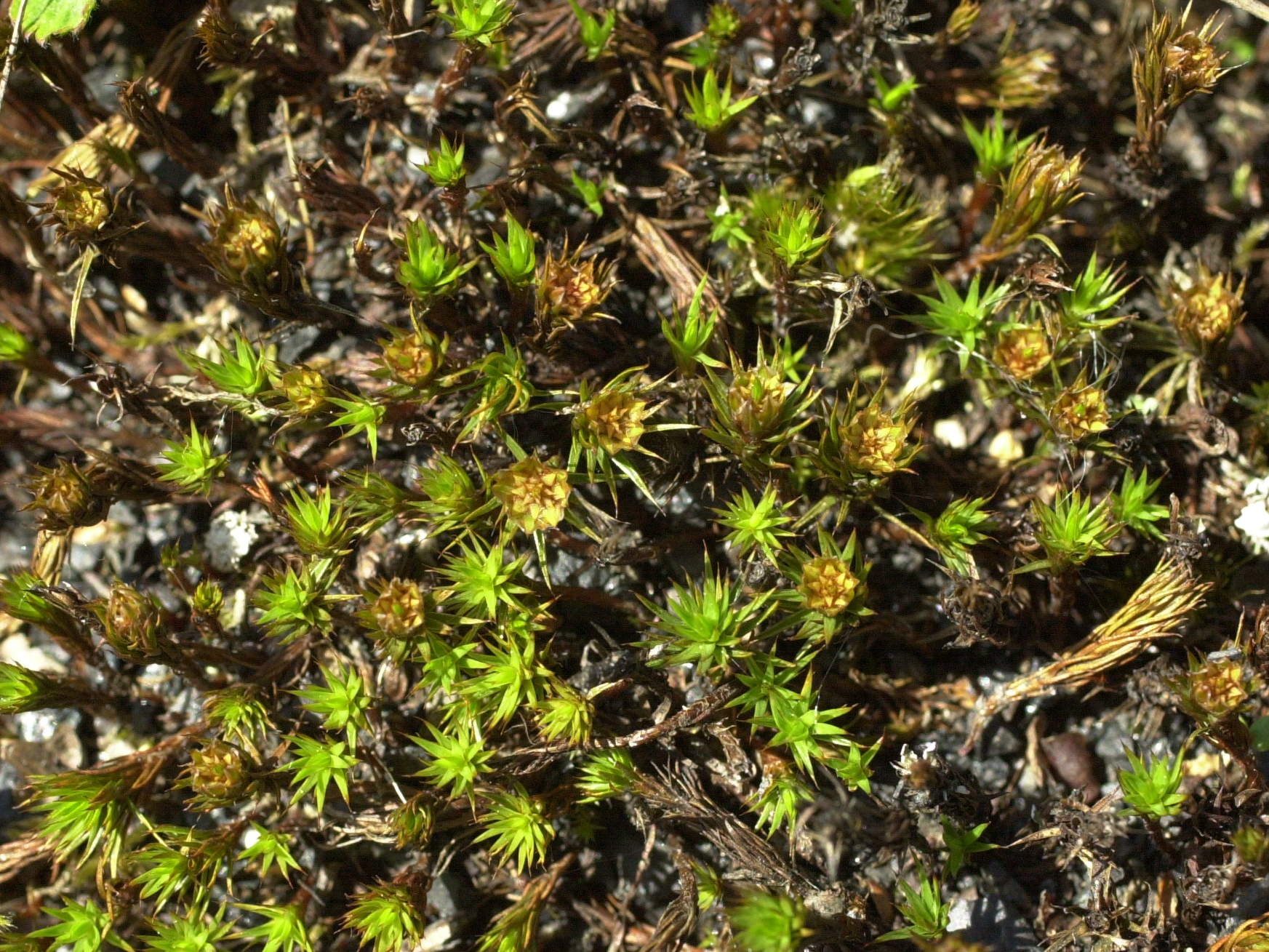 polytrichum_juniperinum1md