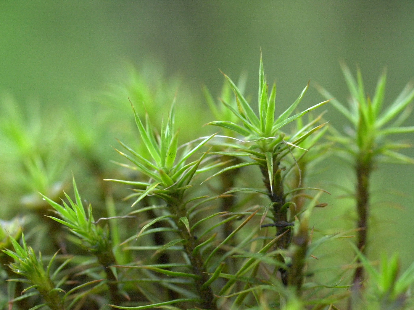 polytrichum_juniperinum2md