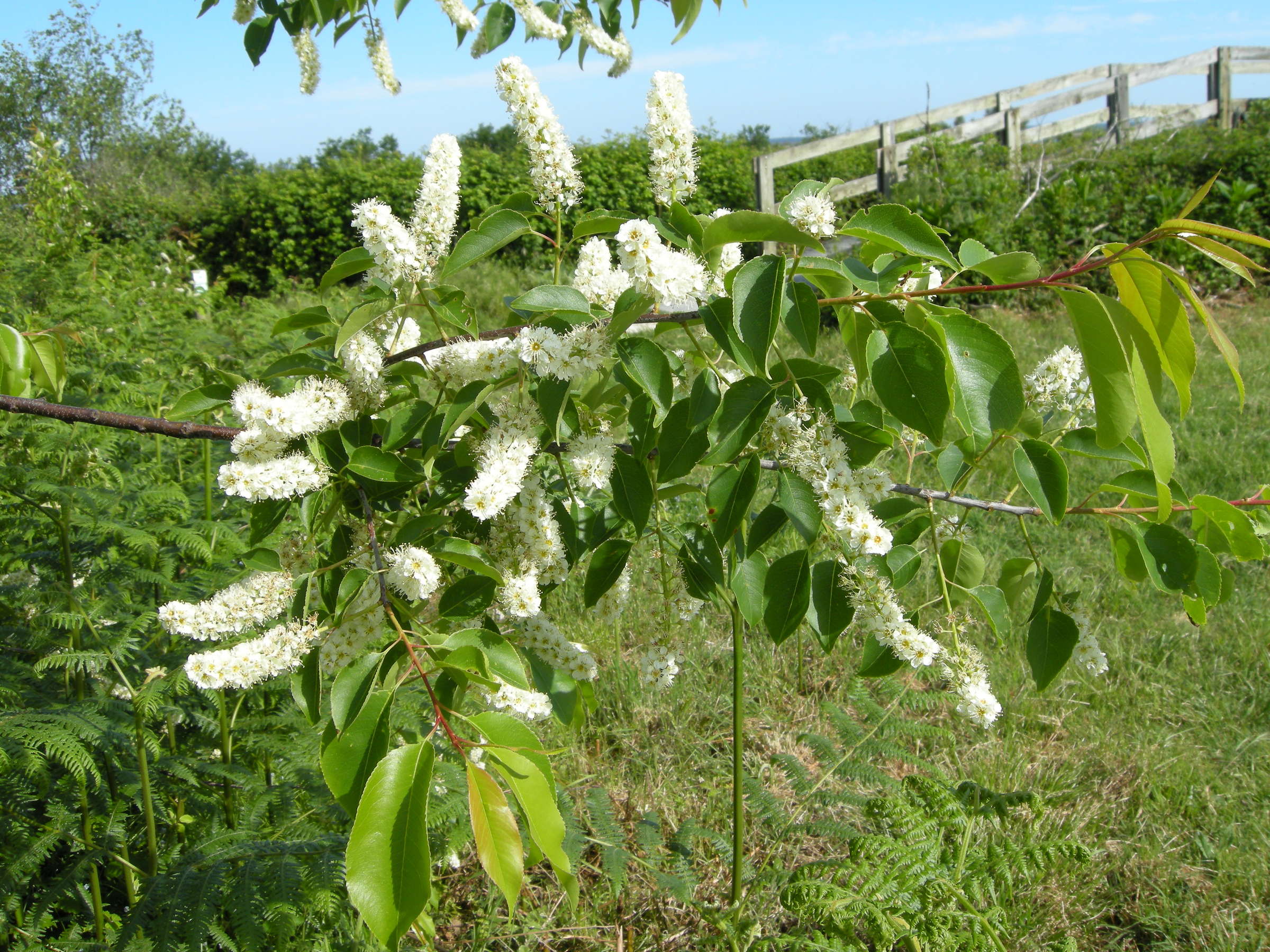 prunus_serotina2md