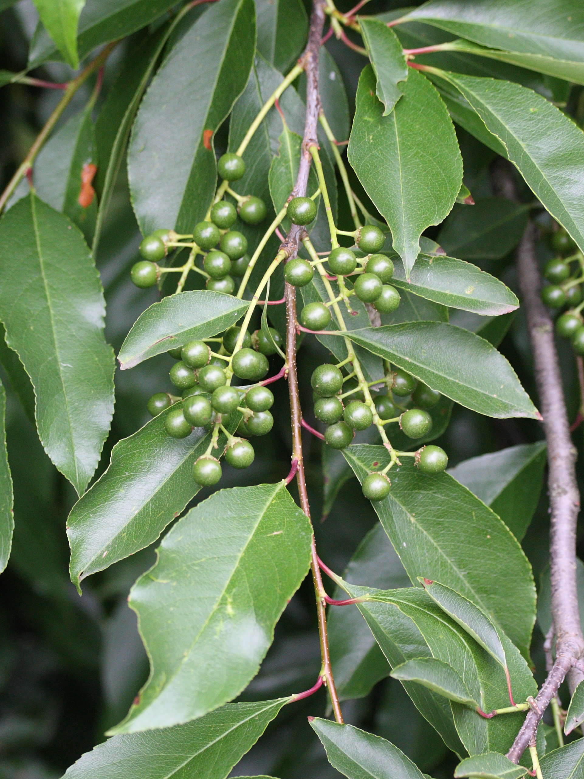 prunus_serotina5md