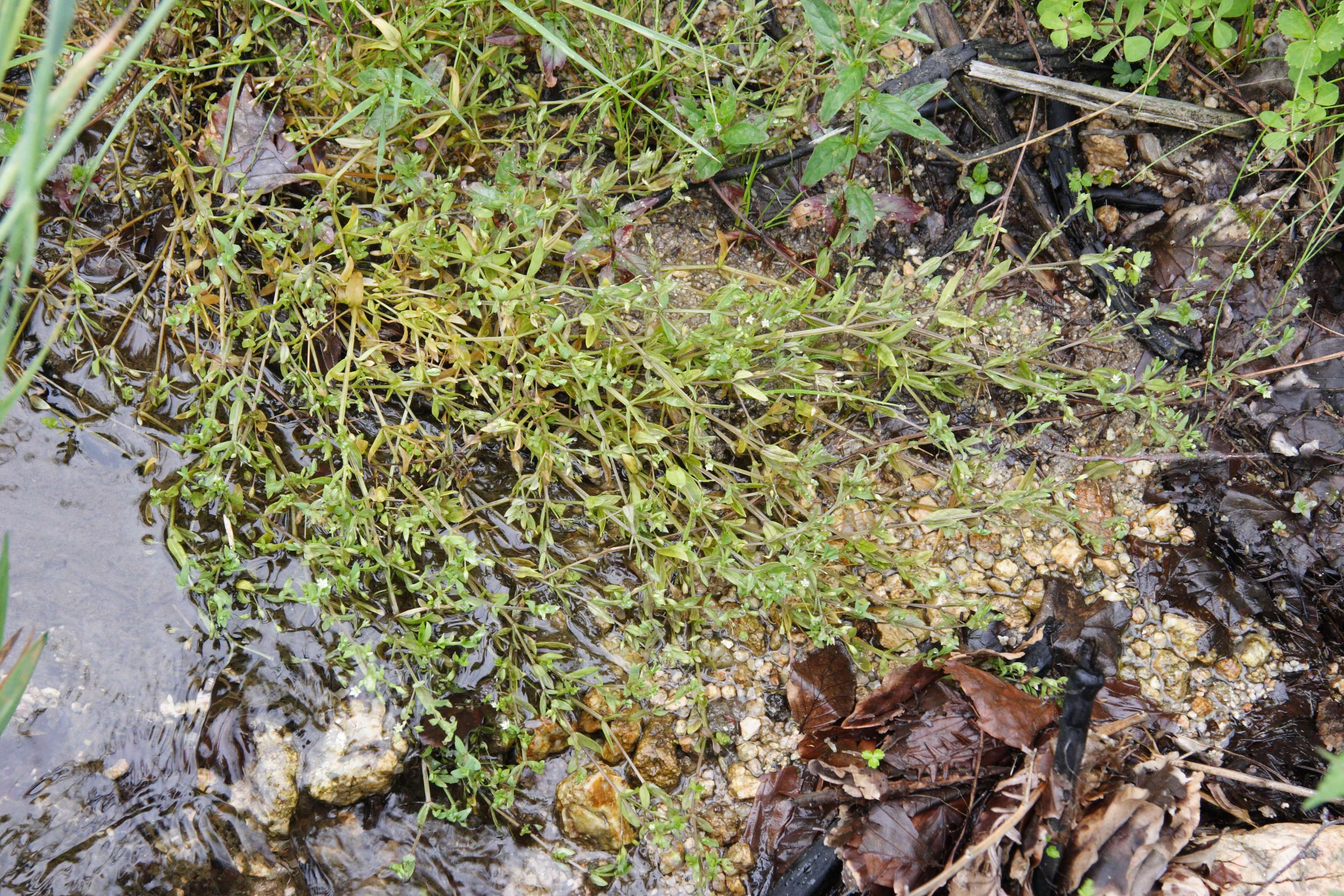 stellaria_uliginosa3md