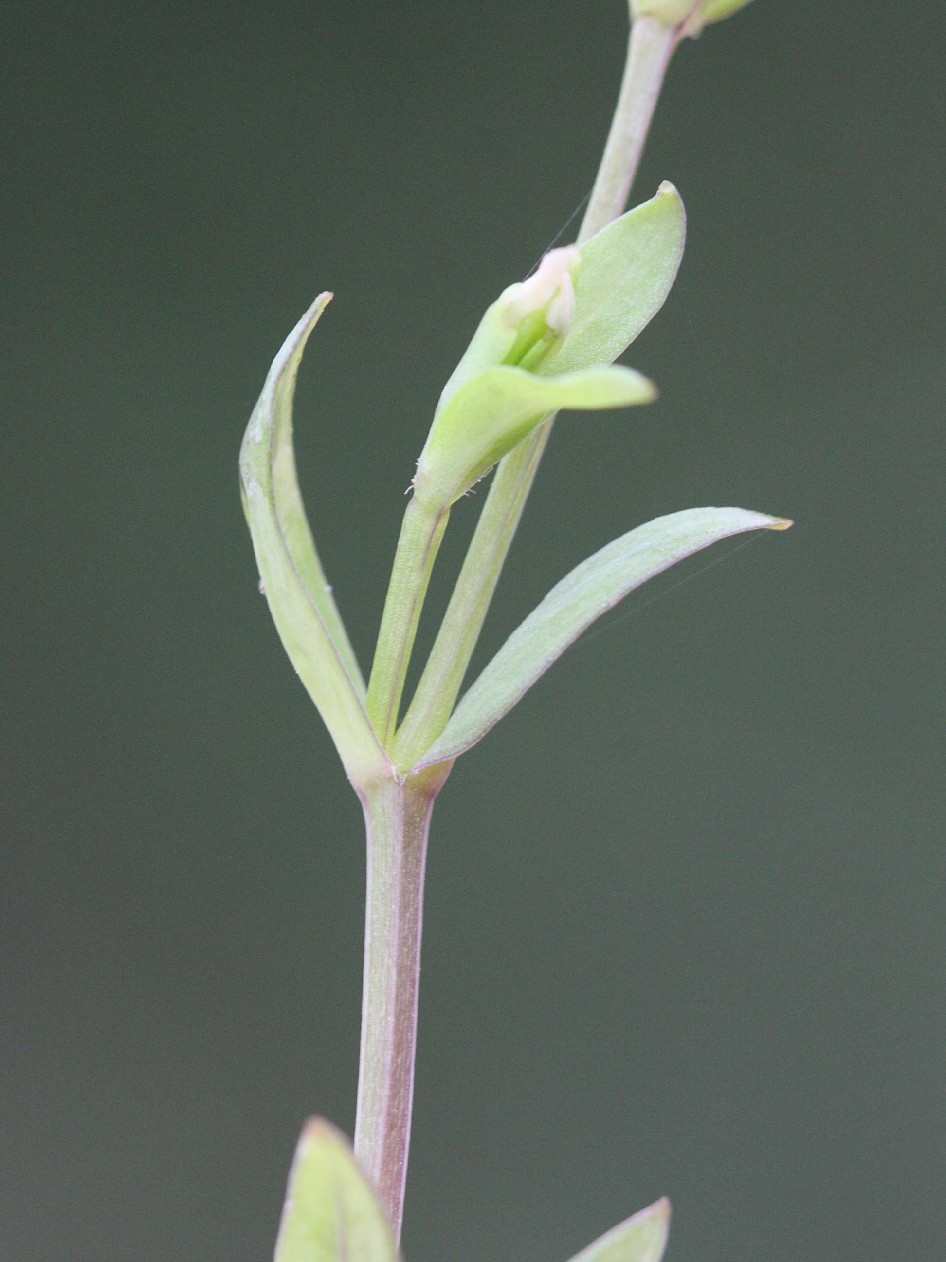 stellaria_uliginosa4bd