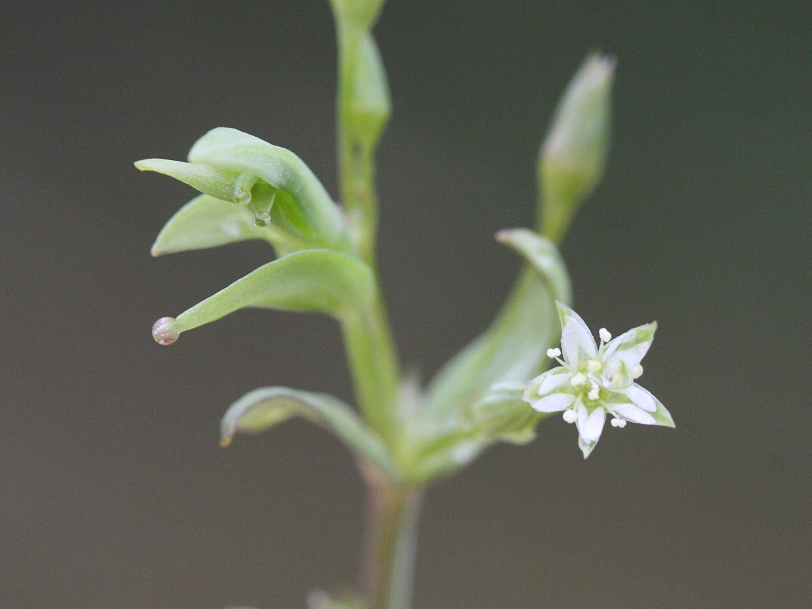 stellaria_uliginosa5bd