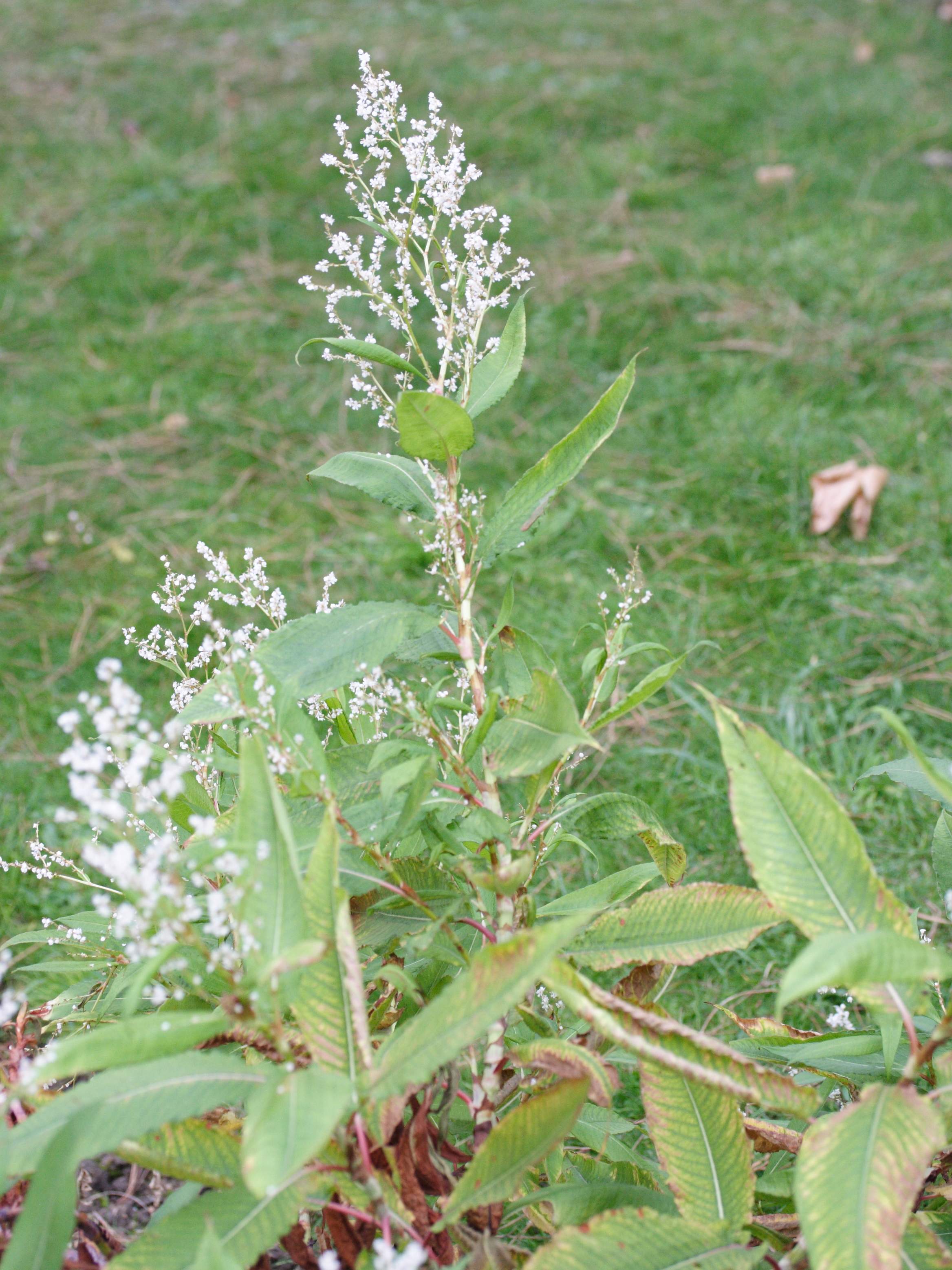 Afficher le média persicaria_wallichii1md persicaria_wallichii1md