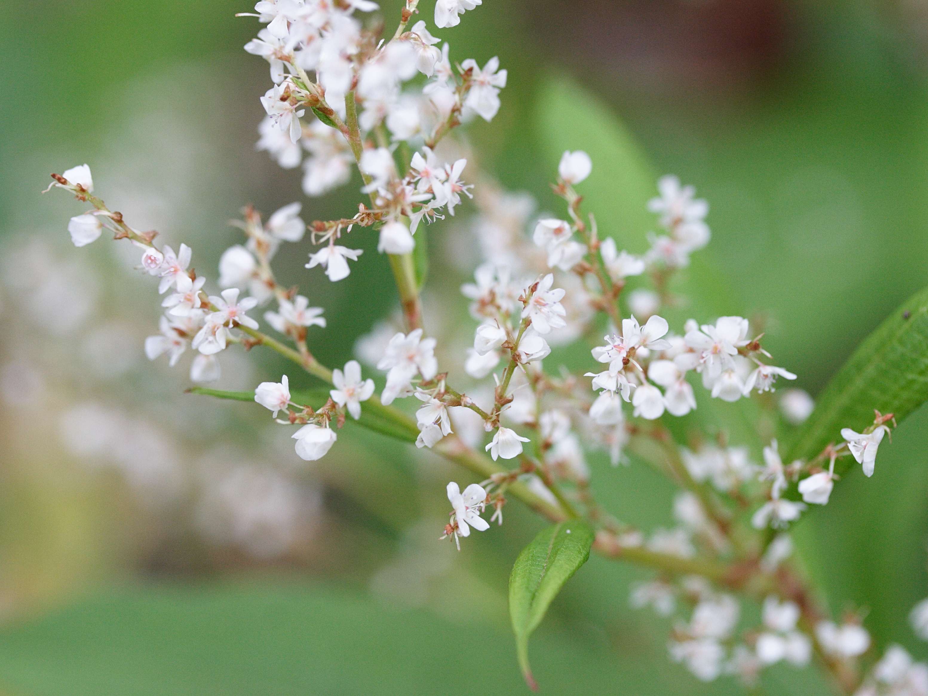 Afficher le média persicaria_wallichii2md persicaria_wallichii2md