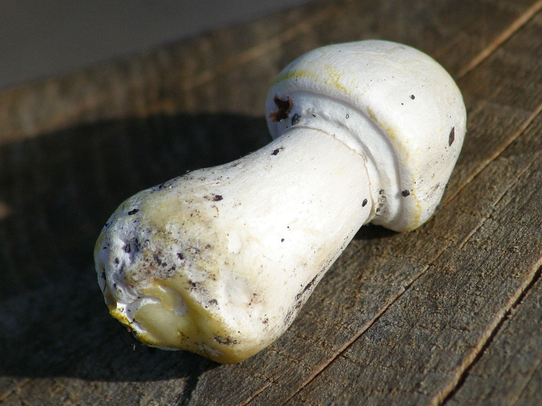 psalliota_xanthoderma1bd