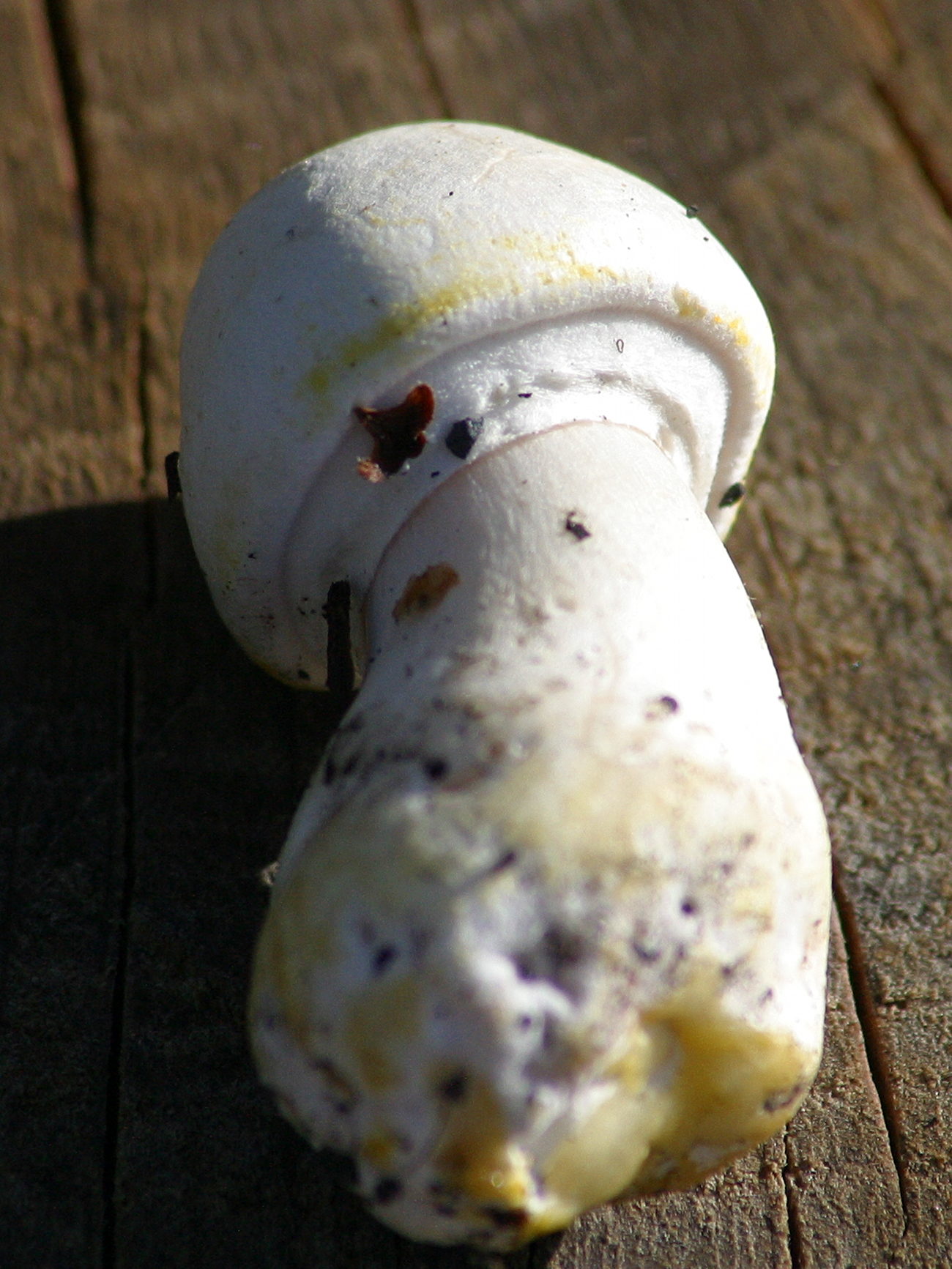 psalliota_xanthoderma2bd