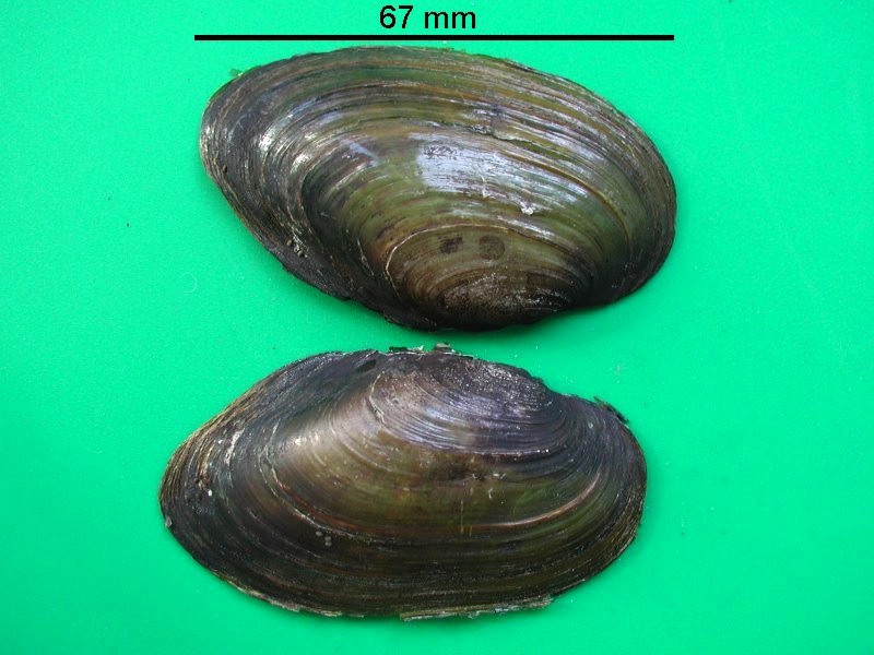 pseudanodonta_complanata_elongata1bmd