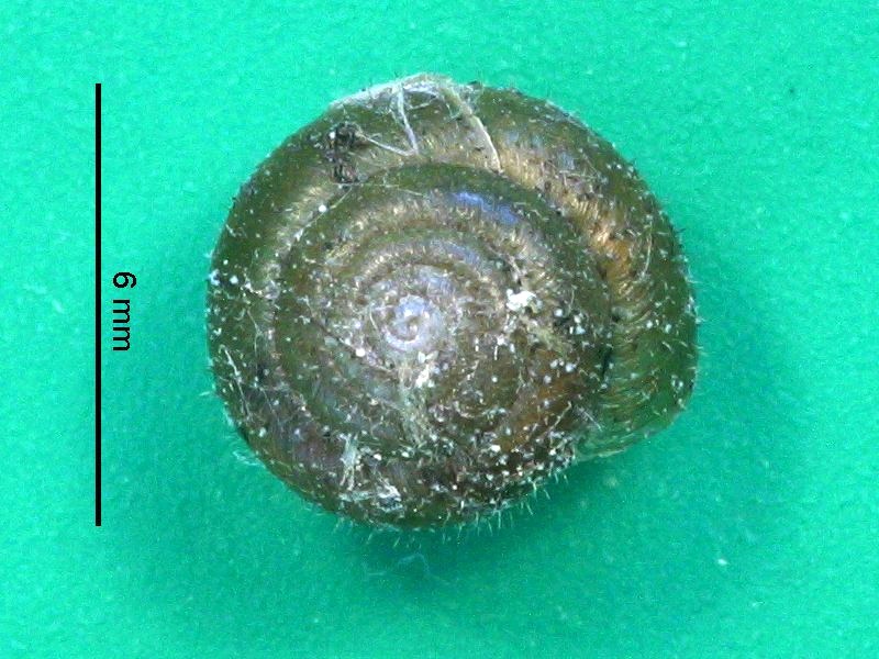 pseudotrichia_rubiginosa1bmd