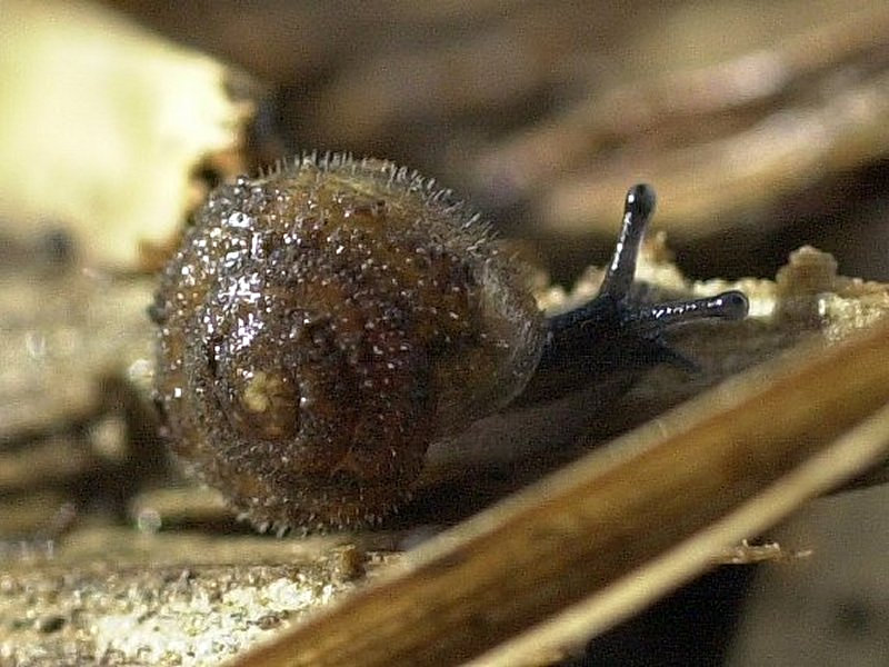 pseudotrichia_rubiginosa2md