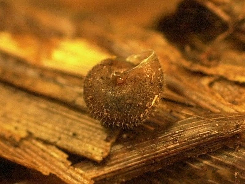 pseudotrichia_rubiginosa3md