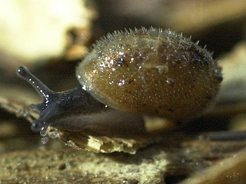 pseudotrichia_rubiginosa4md