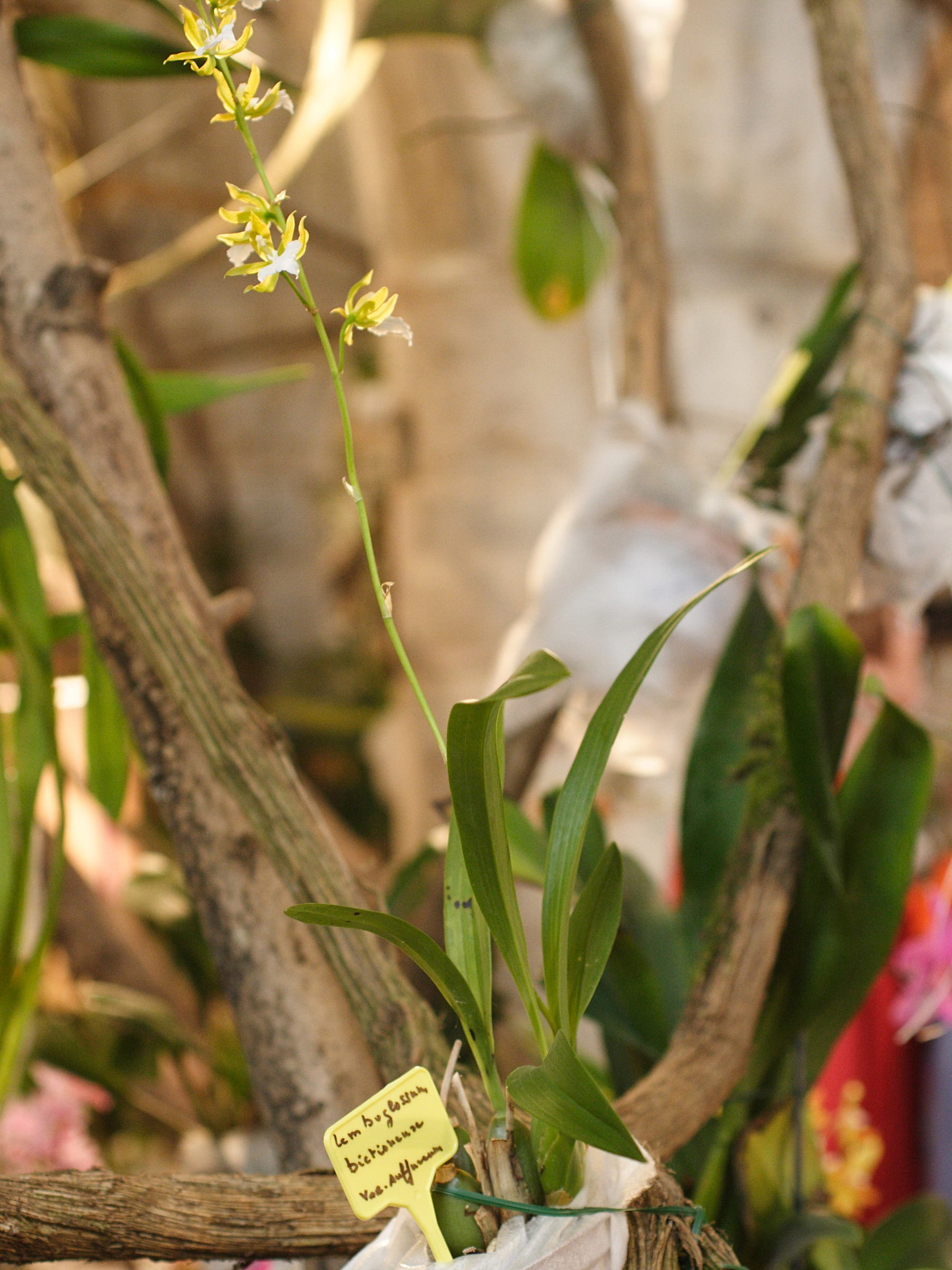 rhynchostele_bictionensis_sulfureum1md