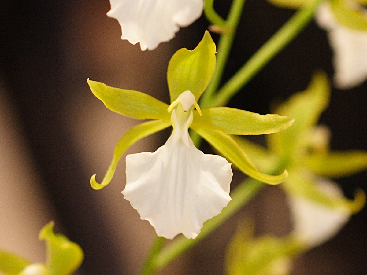 rhynchostele_bictionensis_sulfureum3md