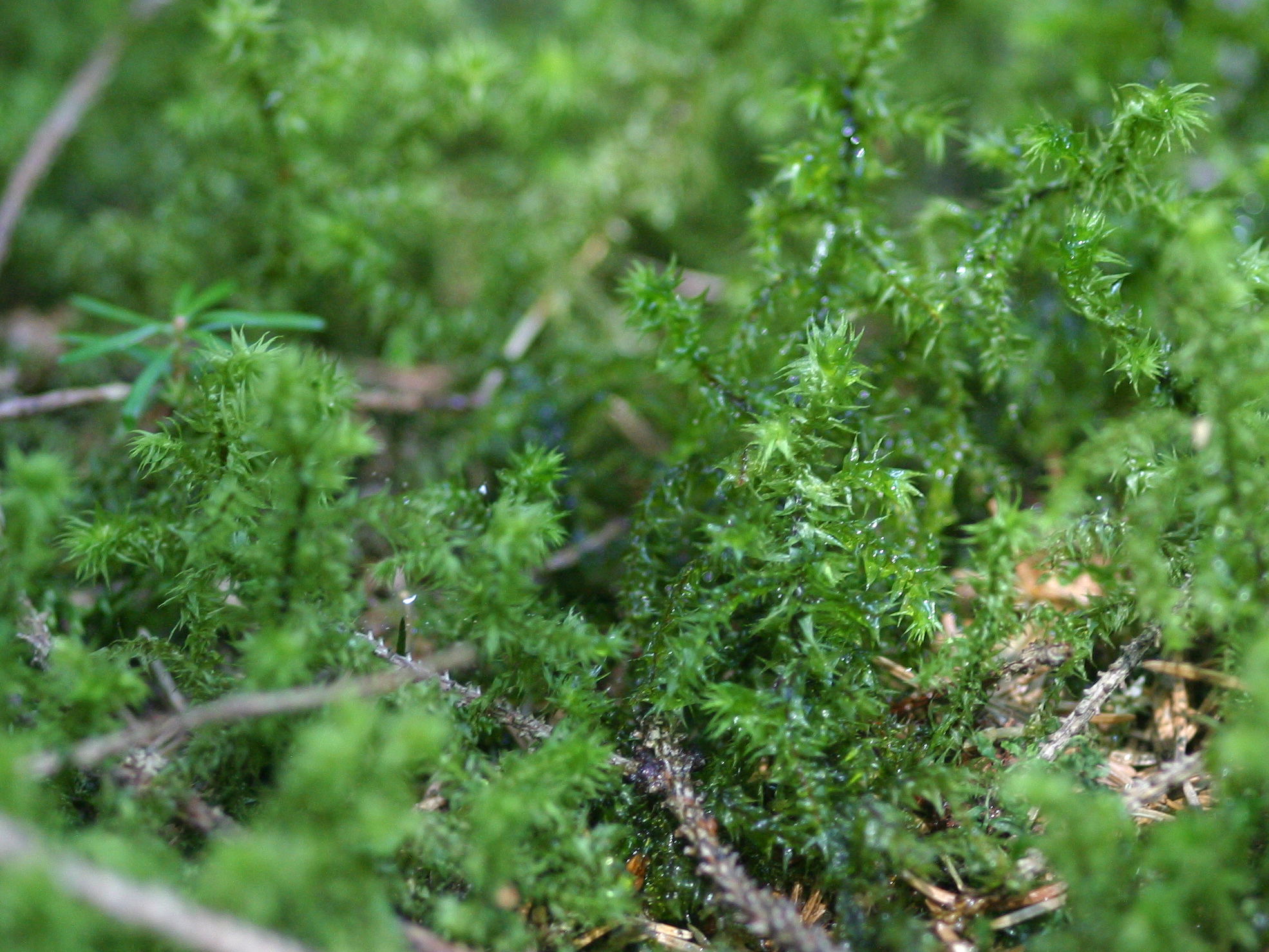 rhytidiadelphus_loreus1bd