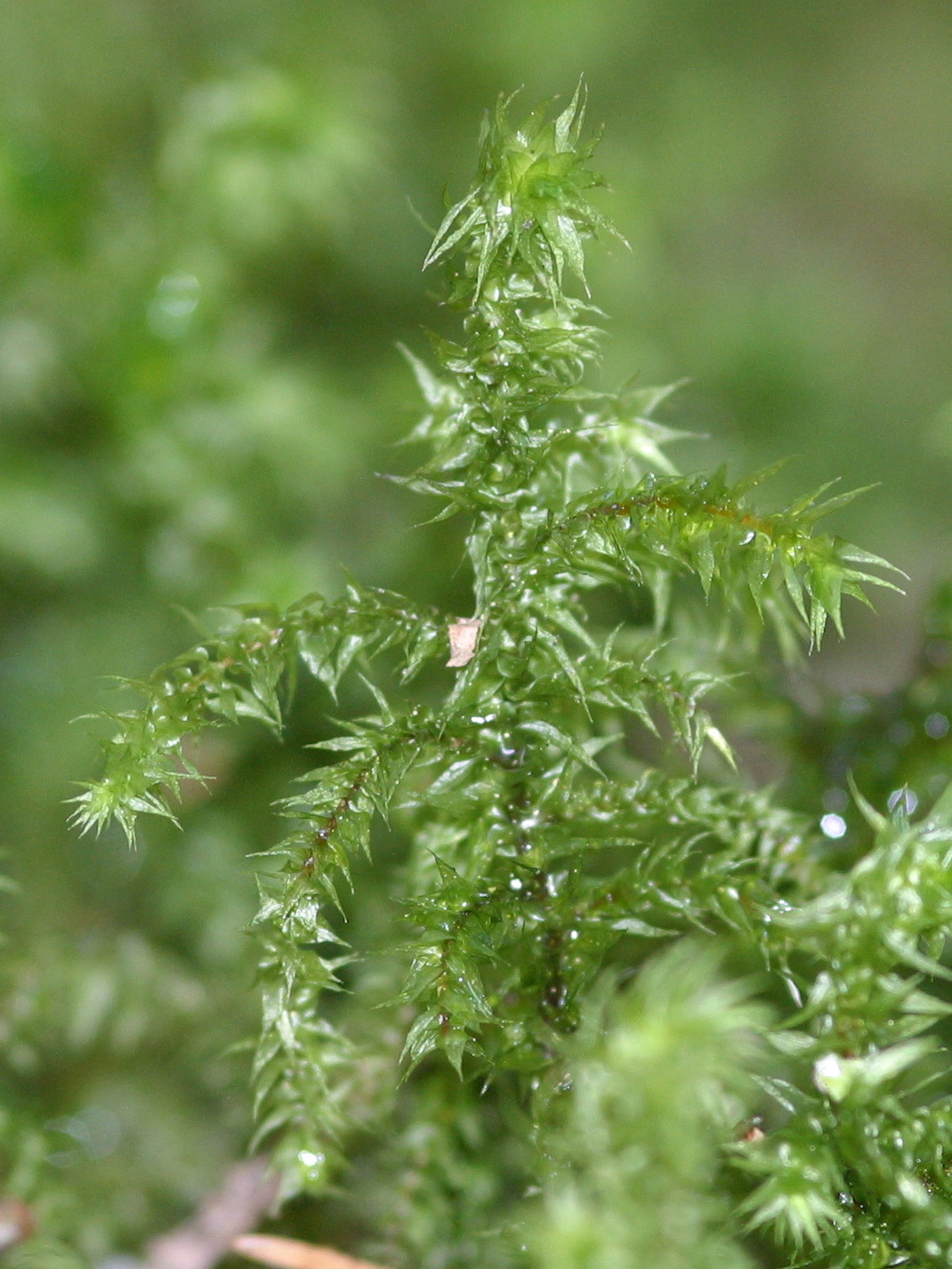 rhytidiadelphus_loreus2bd