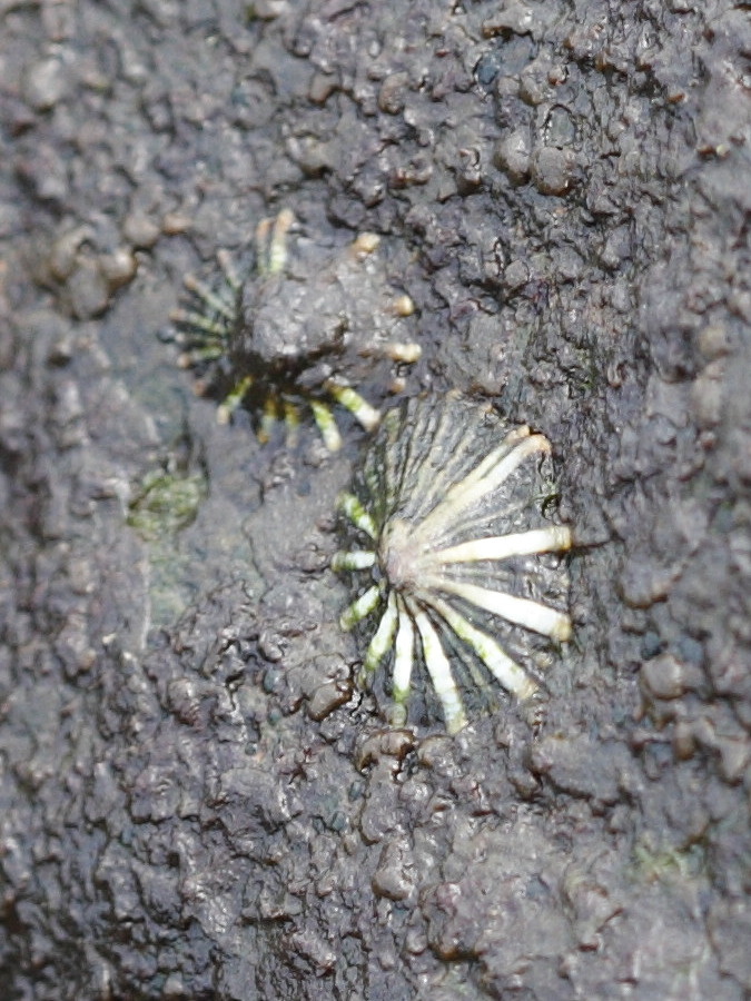 scutellastra_exusta1bd