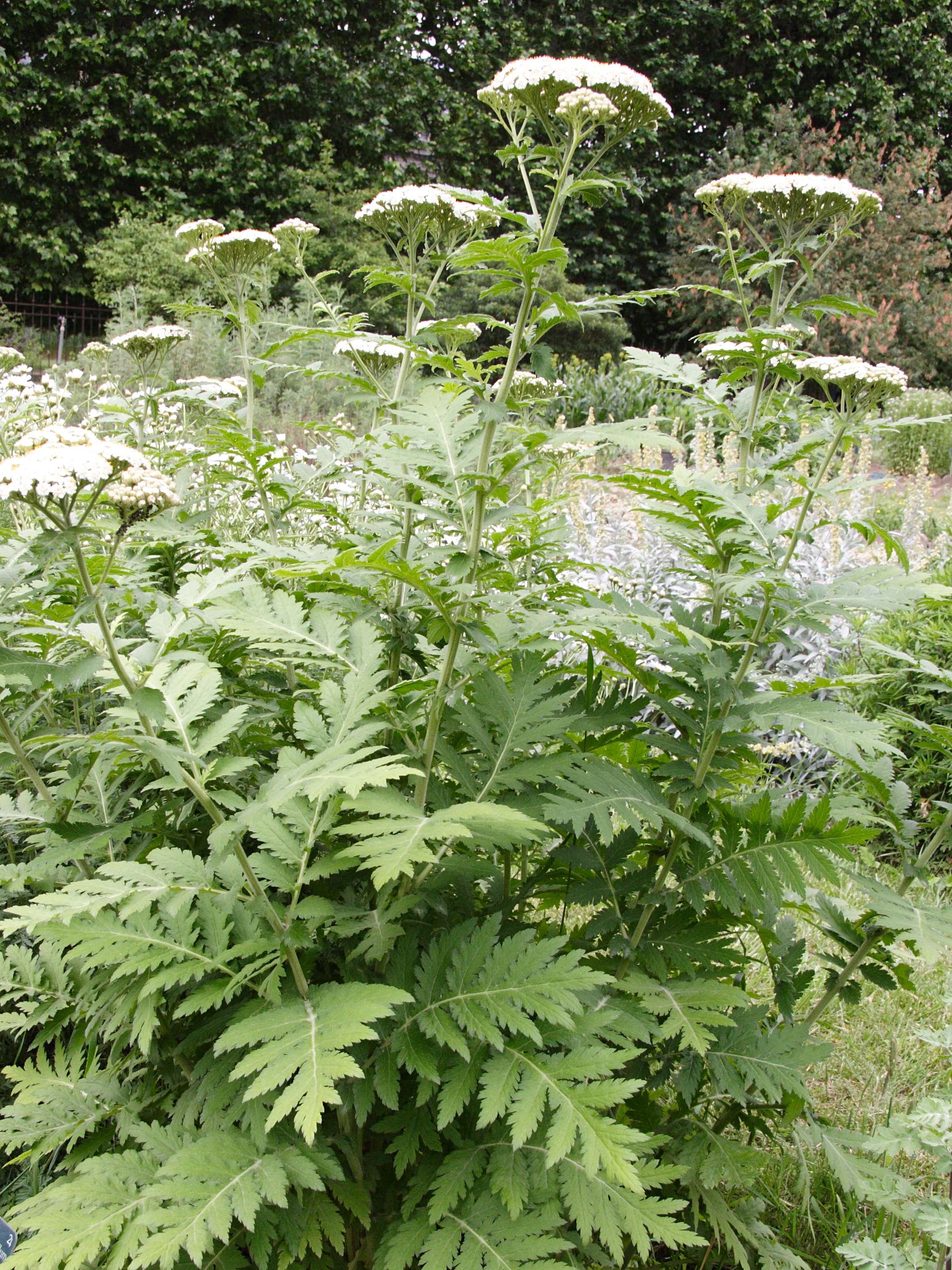 Afficher le média tanacetum_macrophyllum1md tanacetum_macrophyllum1md
