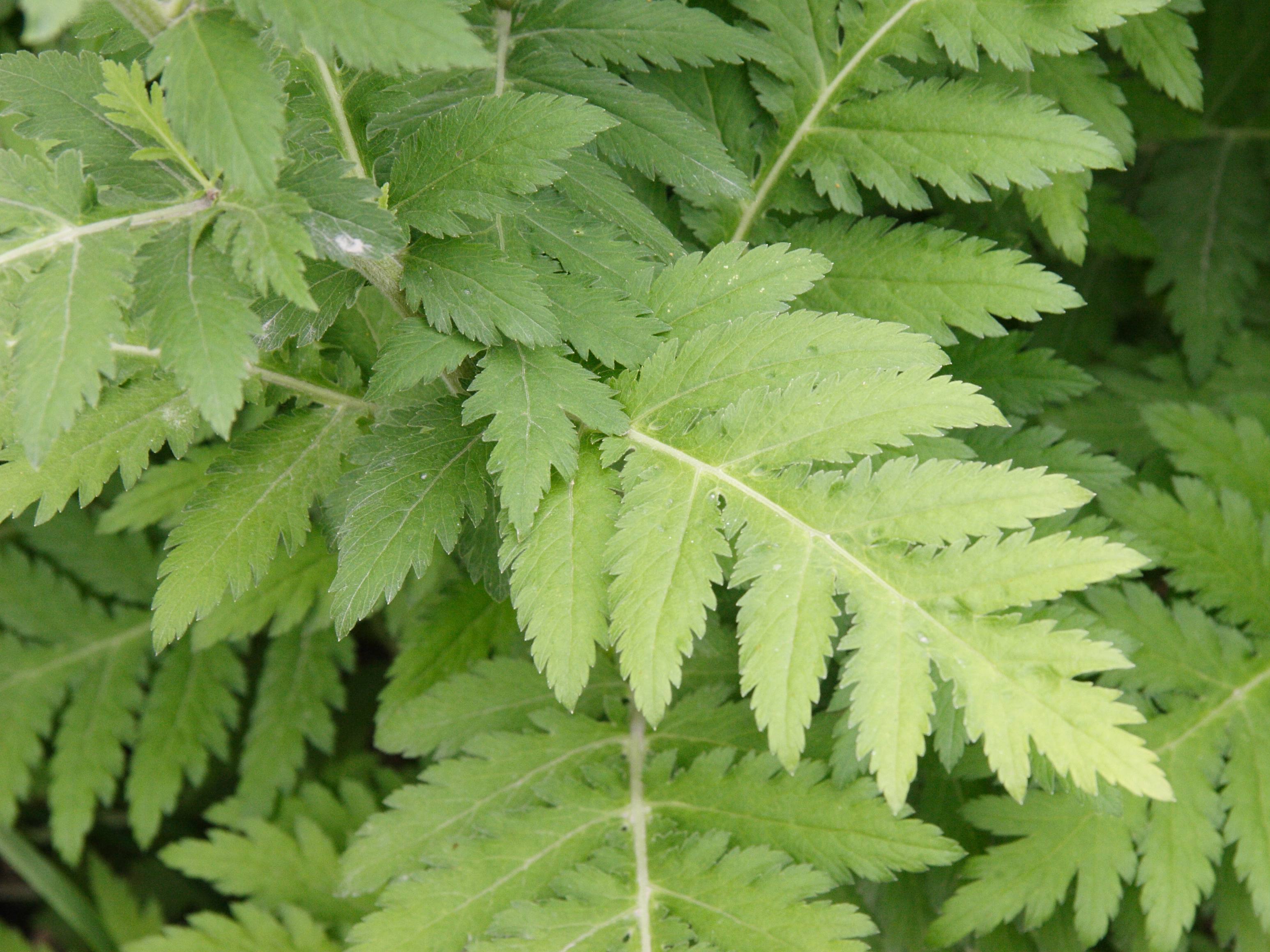 Afficher le média tanacetum_macrophyllum2md tanacetum_macrophyllum2md