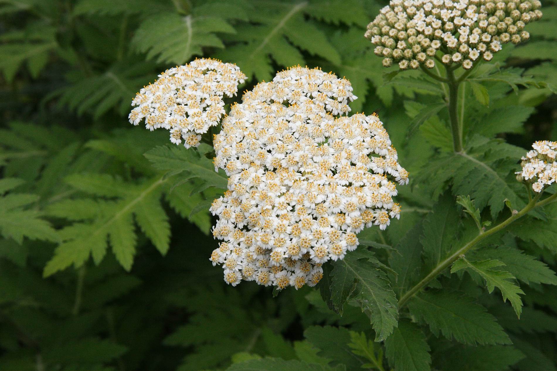 Afficher le média tanacetum_macrophyllum3md tanacetum_macrophyllum3md