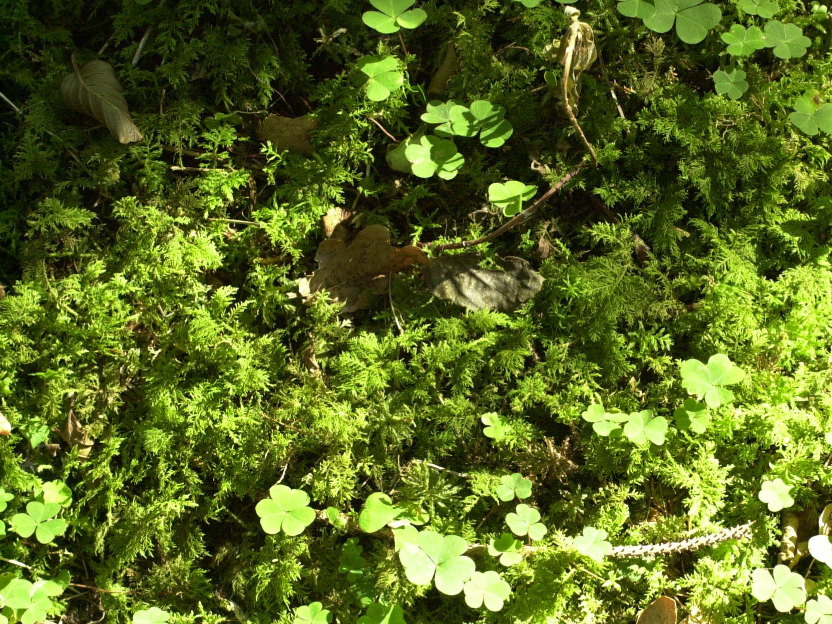 Afficher le média thuidium_tamariscinum1md thuidium_tamariscinum1md