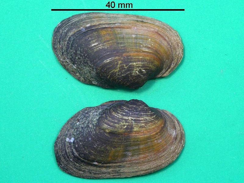 unio_crassus_riparius1bmd