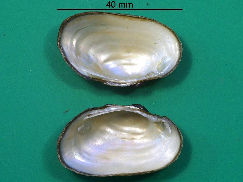 unio_crassus_riparius2bmd