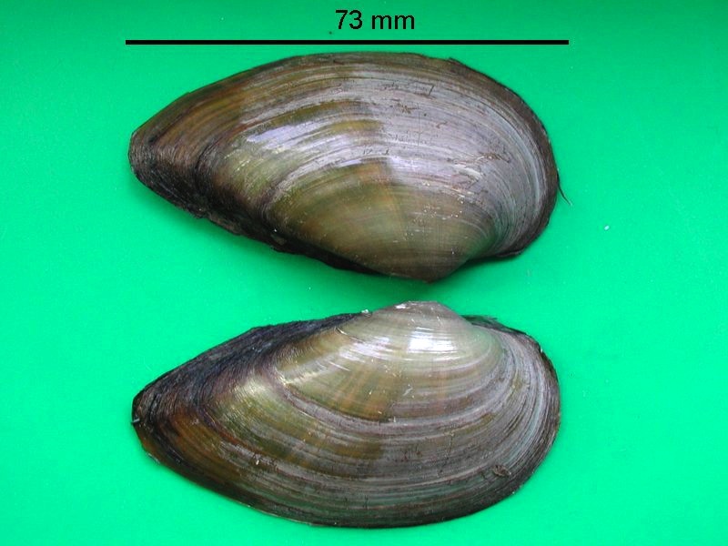 unio_tumidus_depressus1bmd