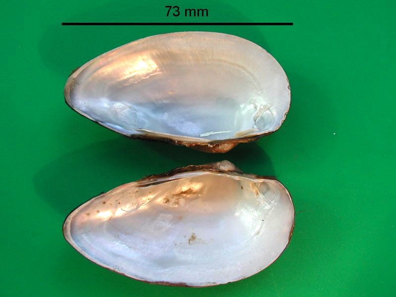 unio_tumidus_depressus2bmd