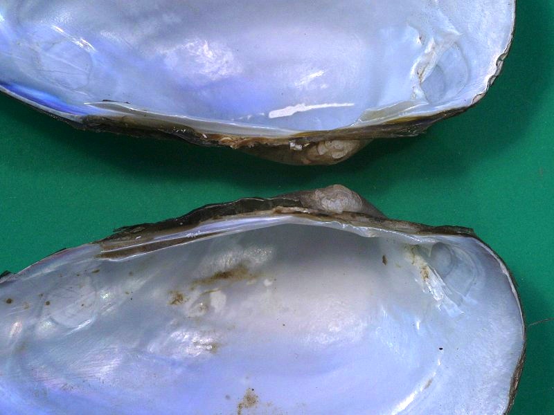 unio_tumidus_depressus3md