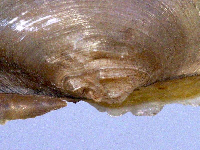 unio_tumidus_depressus4md