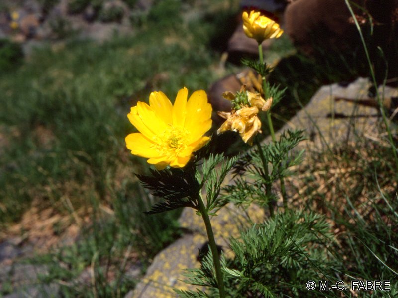 Afficher le média adonis_pyrenaicus1mcf adonis_pyrenaicus1mcf