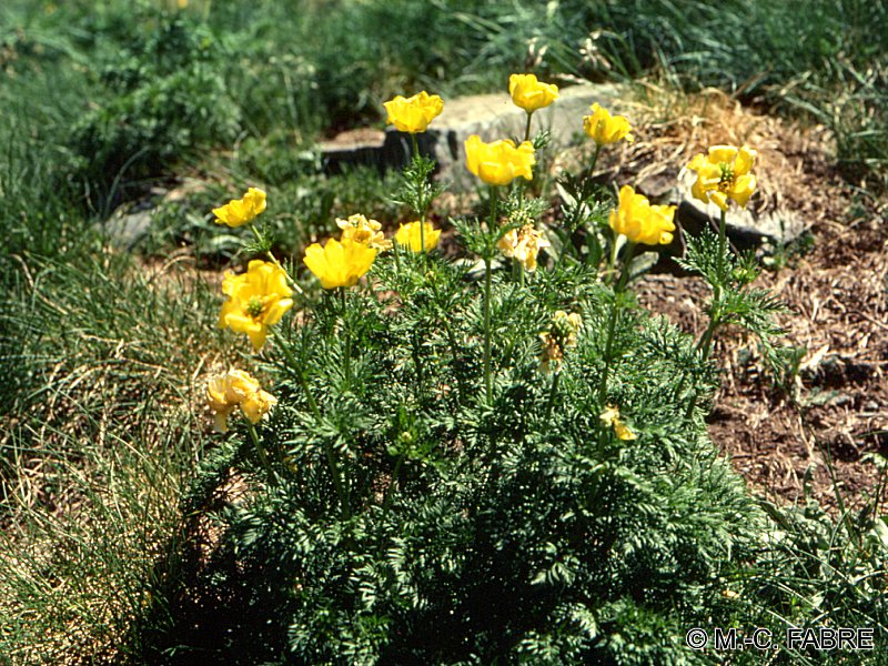 Afficher le média adonis_pyrenaicus2mcf adonis_pyrenaicus2mcf