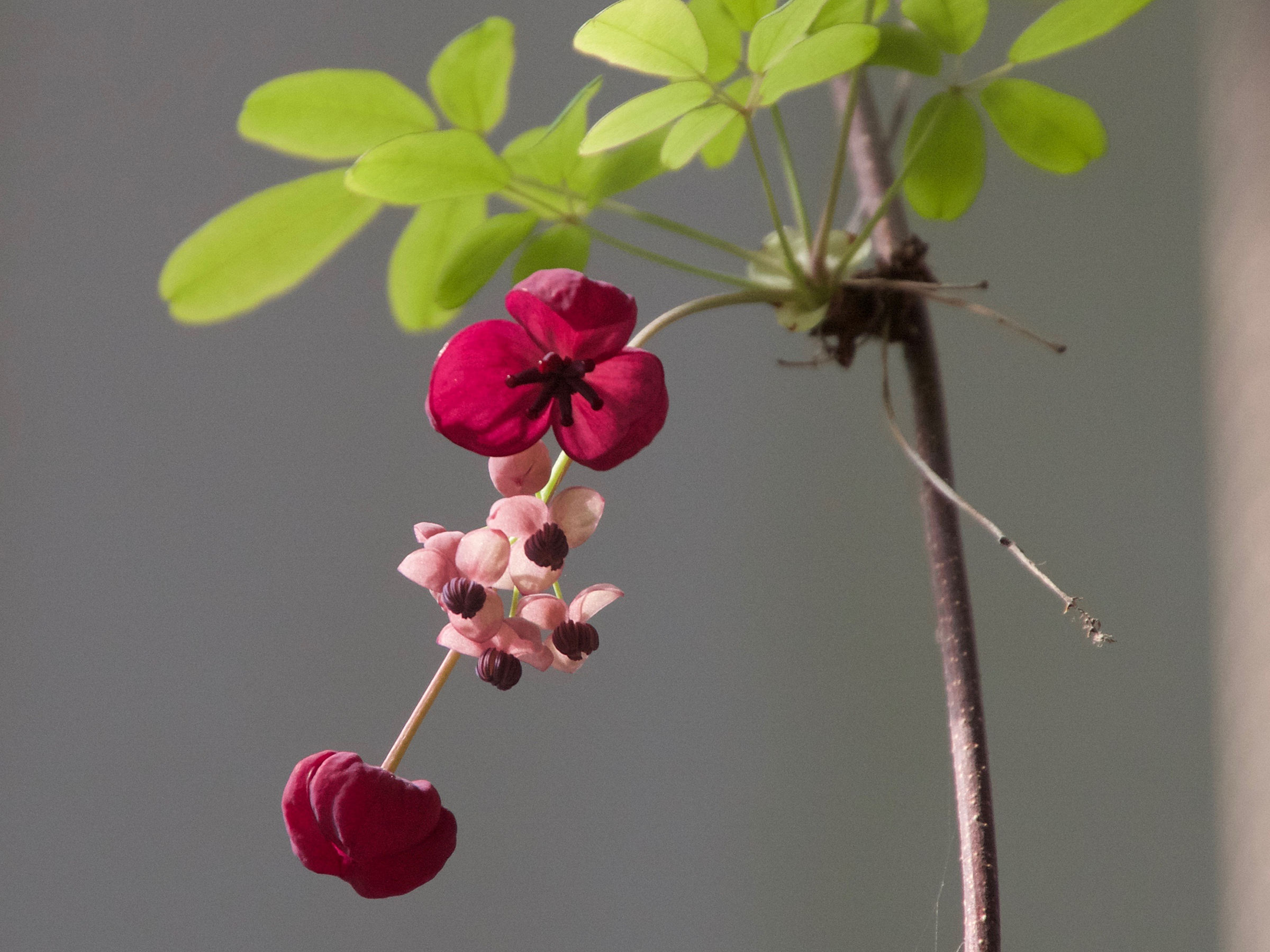 Afficher le média akebia_quinata1md akebia_quinata1md