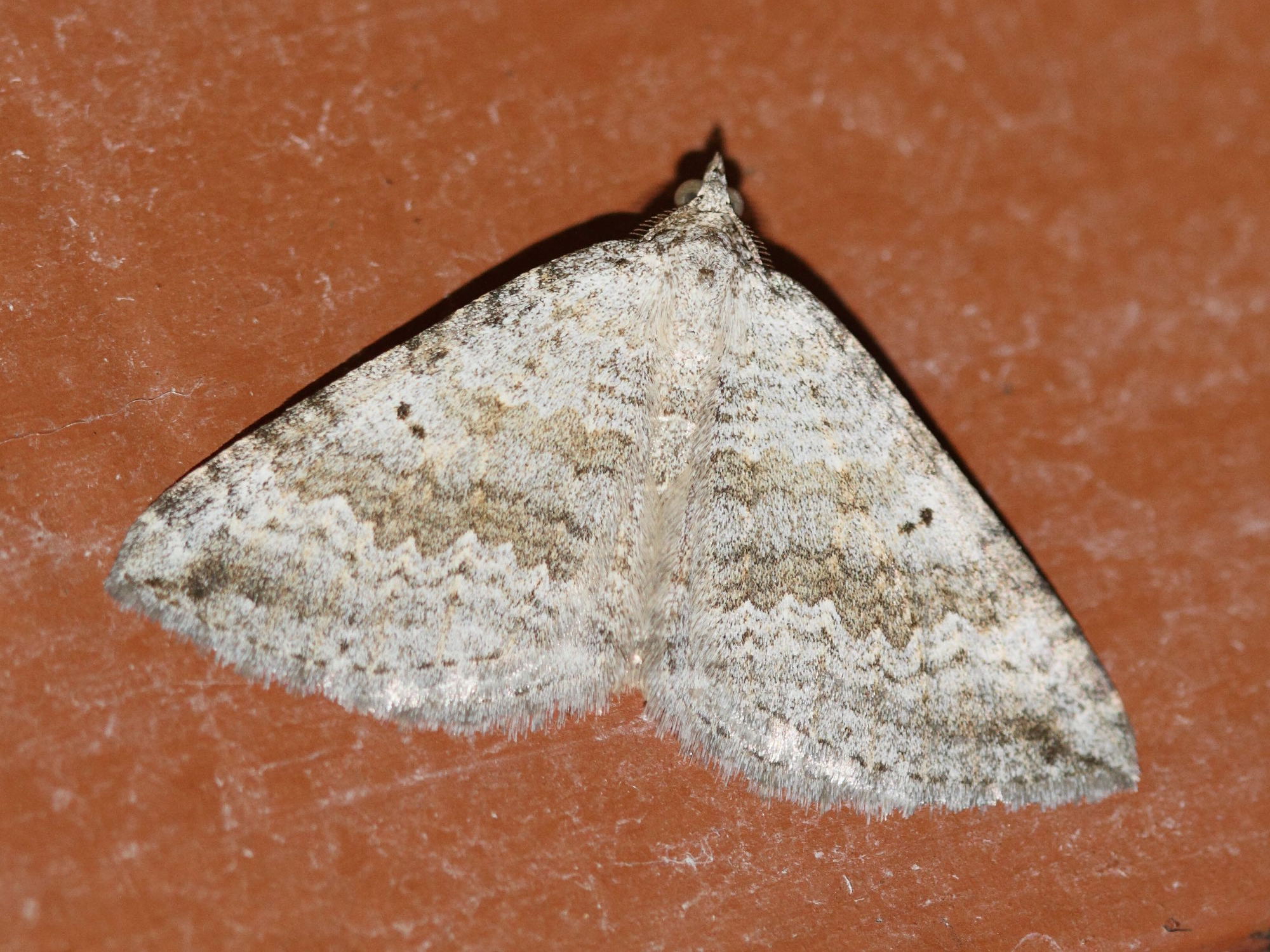 aplocera_simpliciata1bd