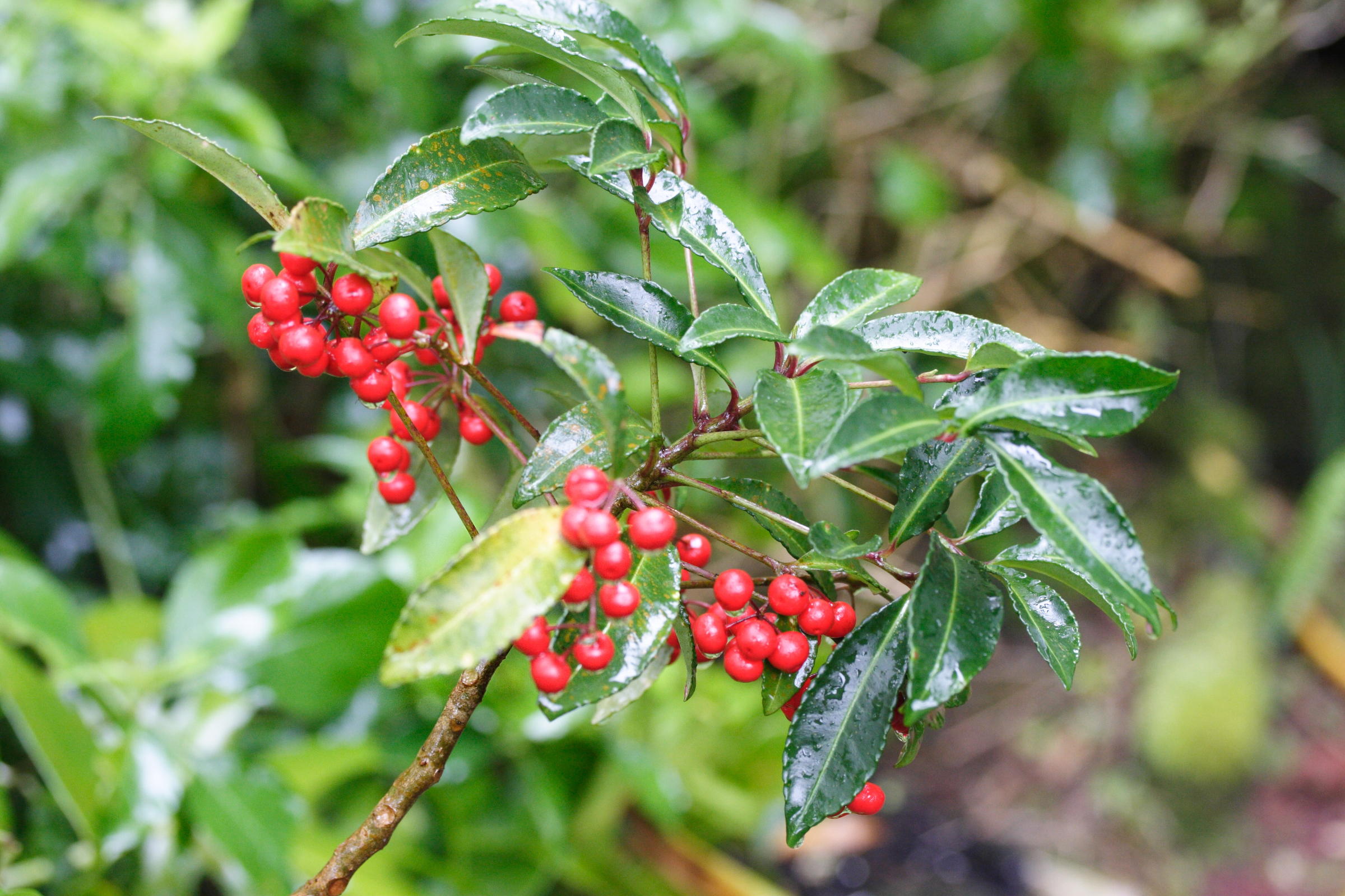 Afficher le média ardisia_crenata1md ardisia_crenata1md