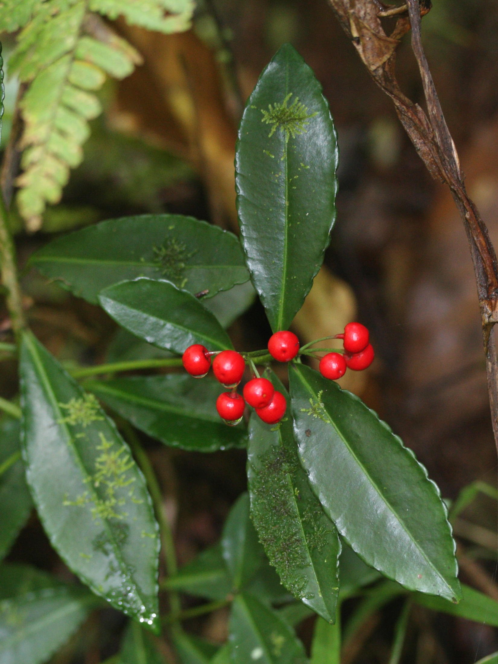 Afficher le média ardisia_crenata2md ardisia_crenata2md