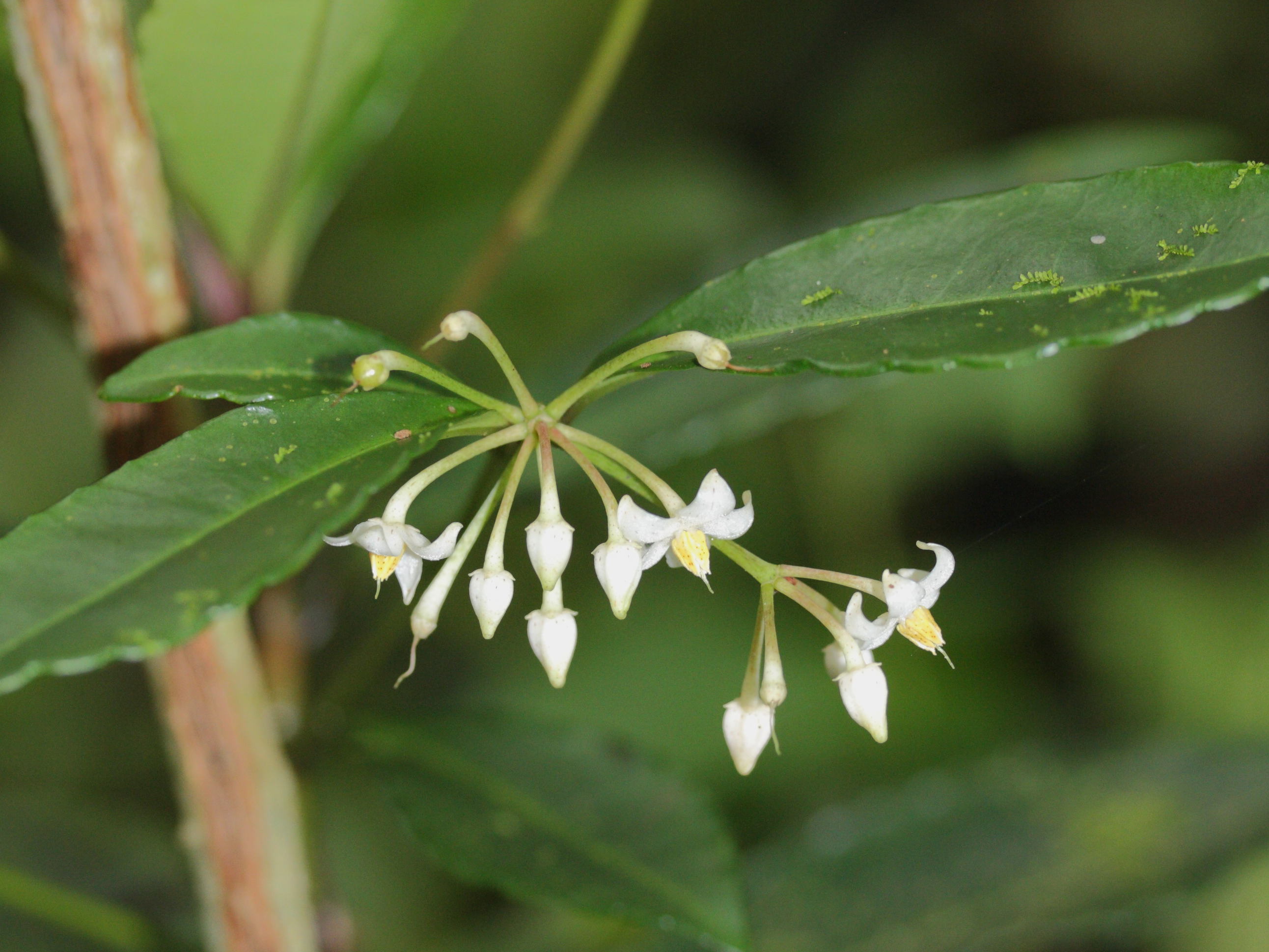 Afficher le média ardisia_crenata3md ardisia_crenata3md