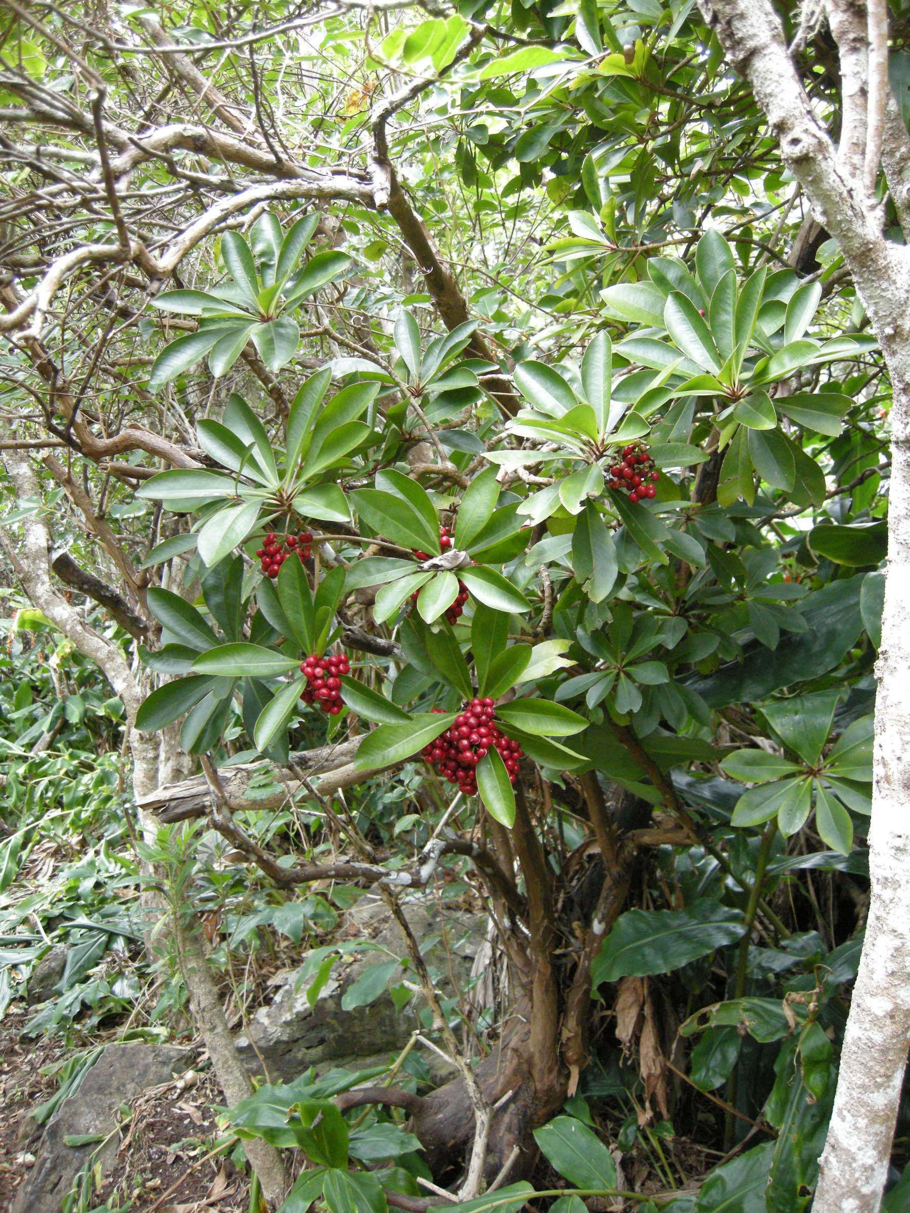 Afficher le média ardisia_crenata5md ardisia_crenata5md