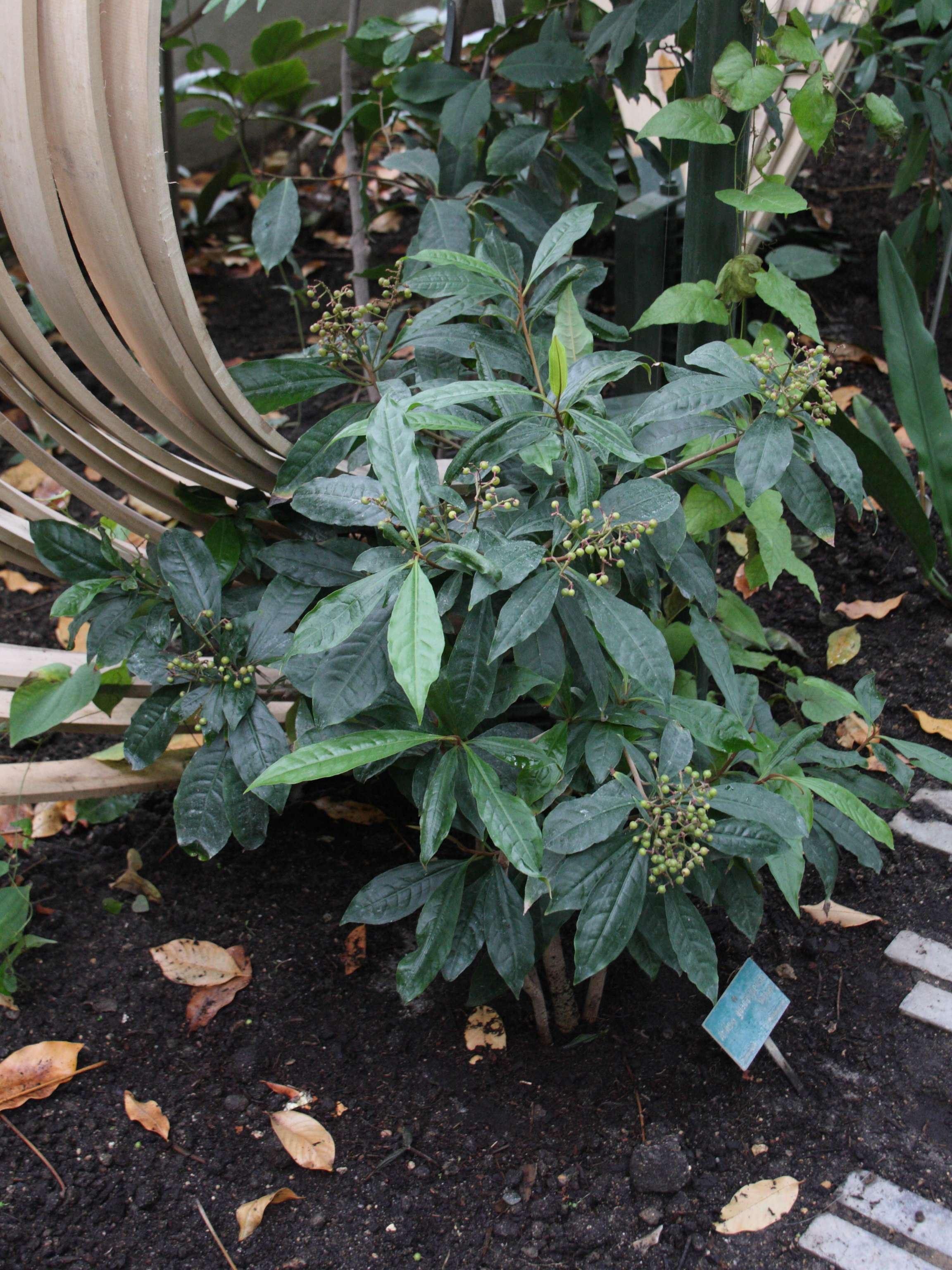 ardisia_obovata5bd