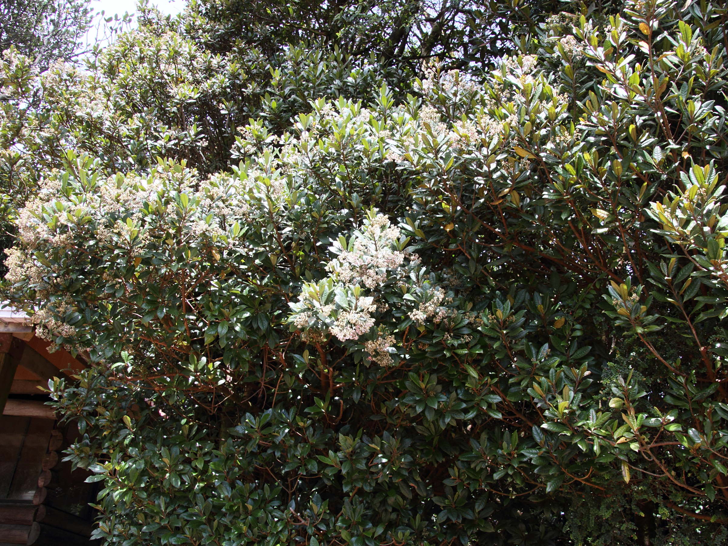 ardisia_pleurobotrya1md