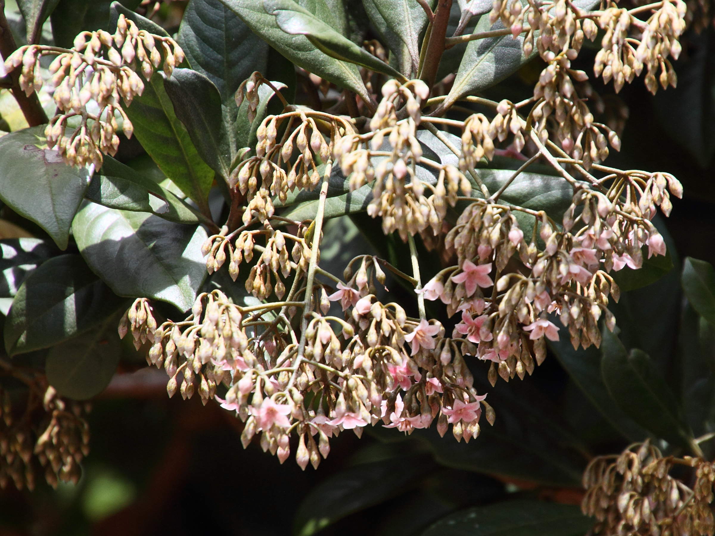 ardisia_pleurobotrya2md