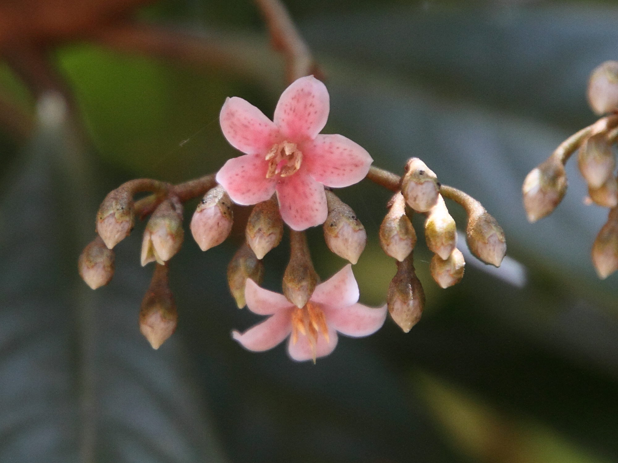 ardisia_pleurobotrya3md