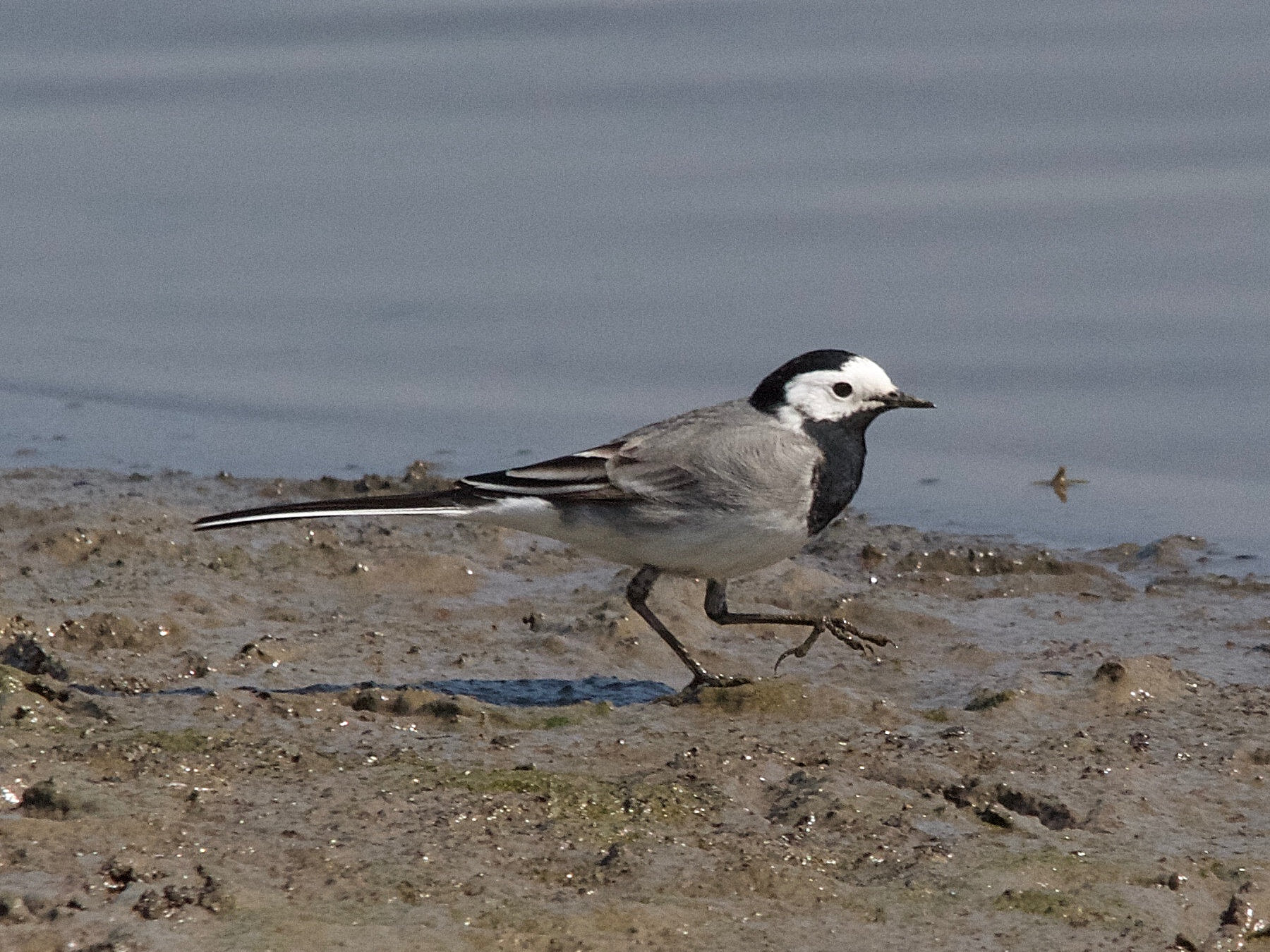 bergeronnette_grise_-_motacilla_alba_6md