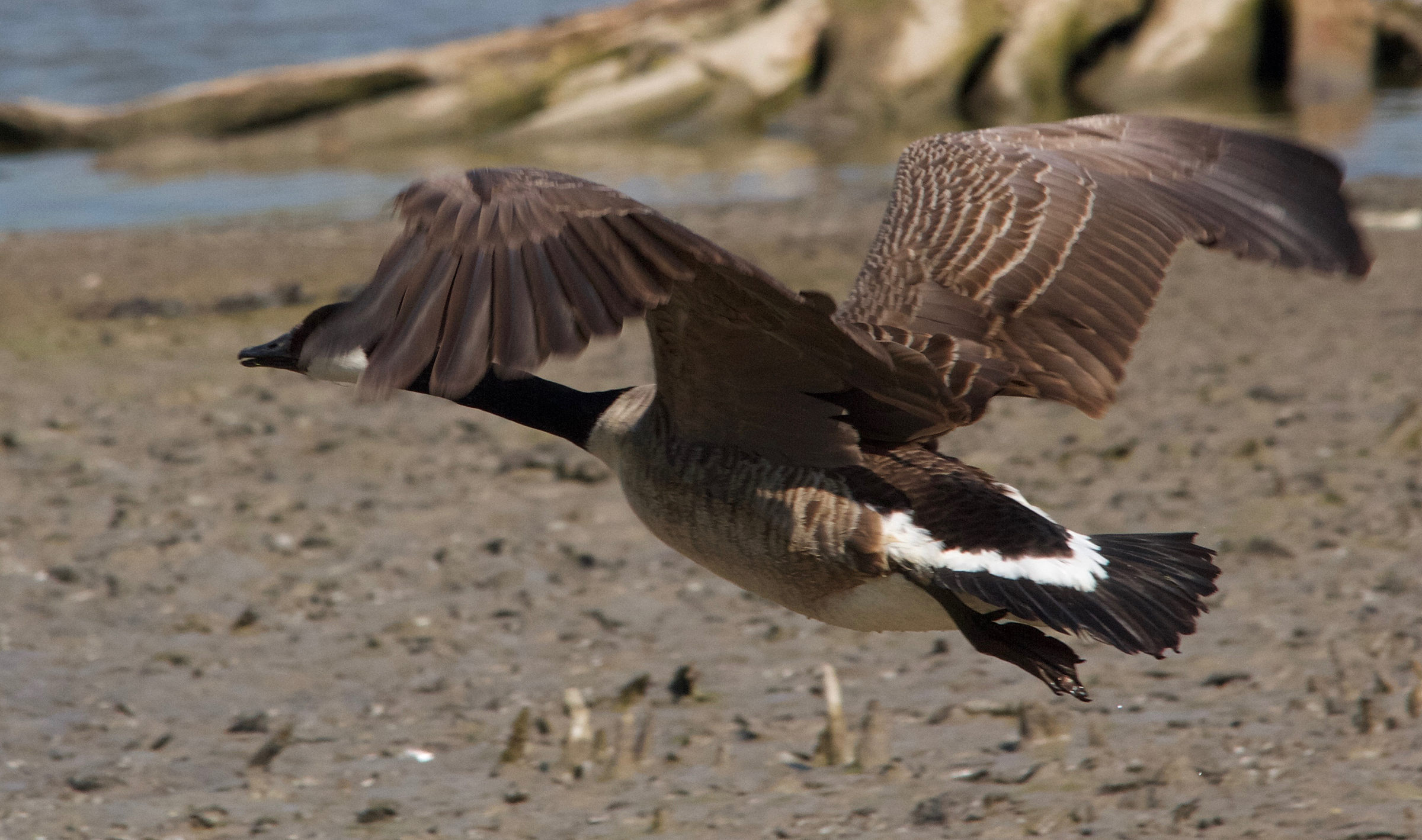bernache_du_canada_-_branta_canadensis7md