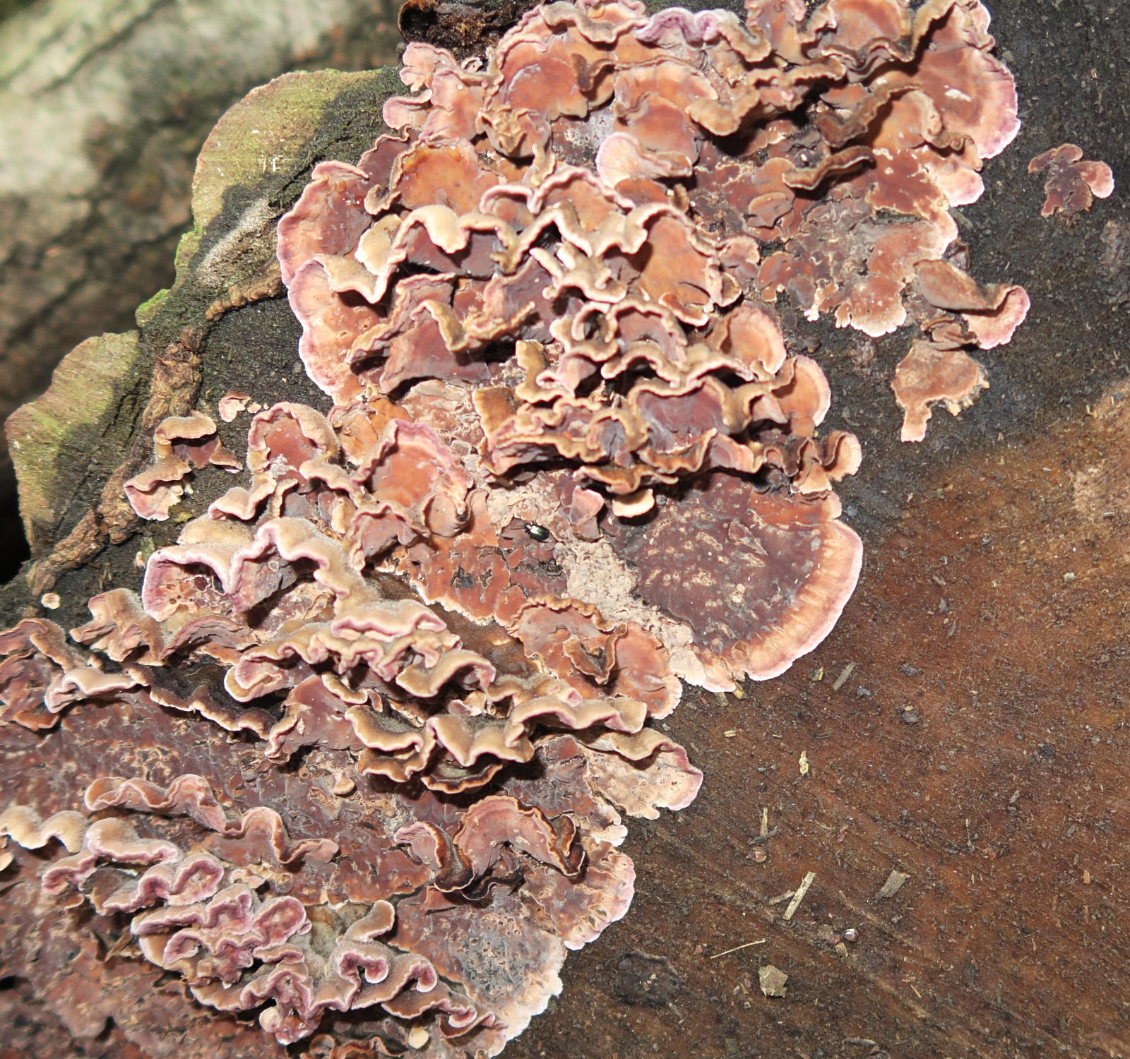 Afficher le média chondrostereum_purpureum2md chondrostereum_purpureum2md