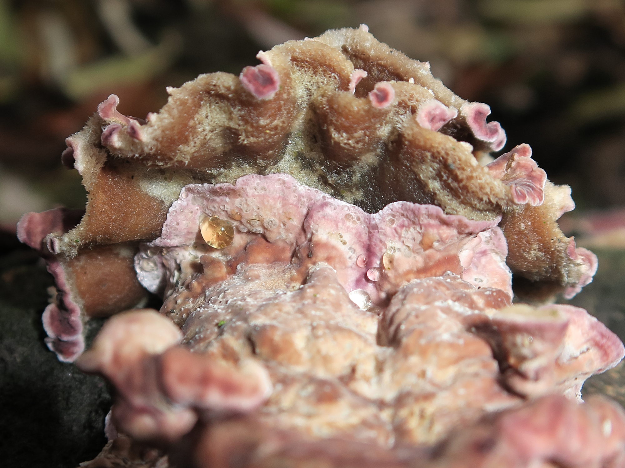 Afficher le média chondrostereum_purpureum3md chondrostereum_purpureum3md