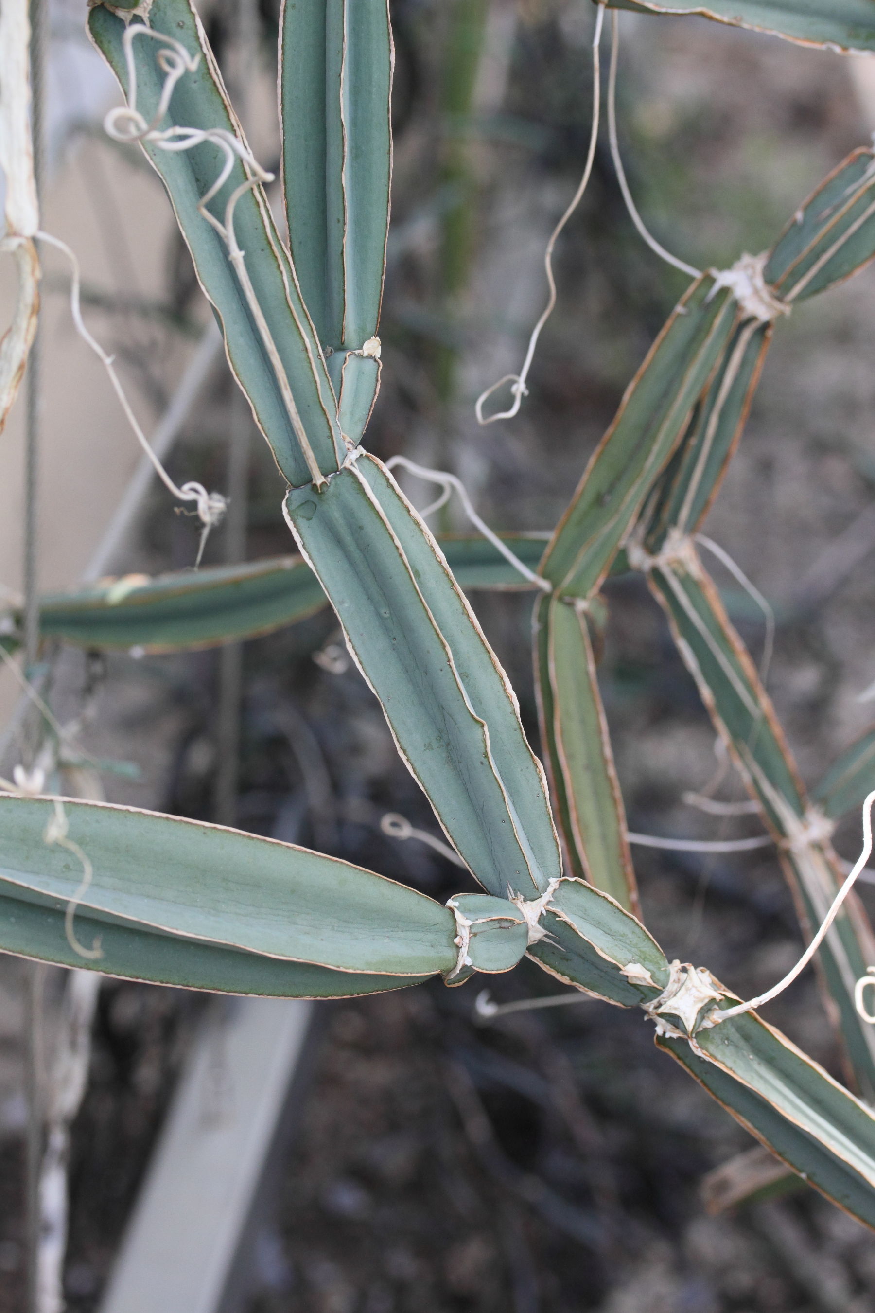 cissus_quadrangula1md